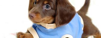 dachshund-puppy_1