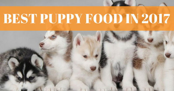 what is the best puppy food to feed your puppy