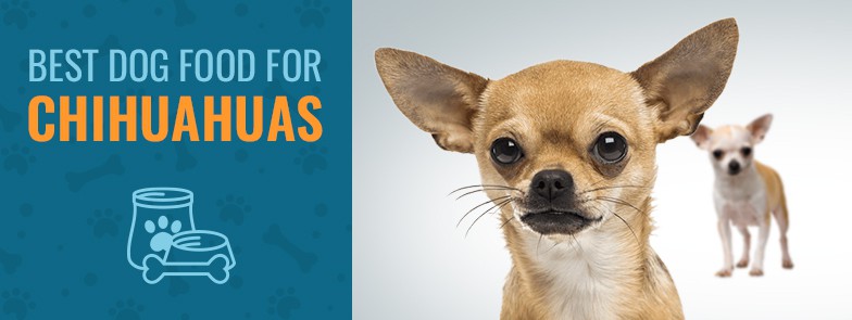 Best Dog Food For Chihuahuas (TOP 4