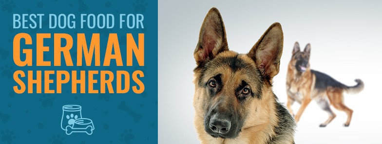 best dog food for gsd with allergies