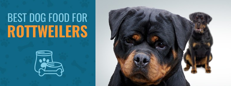 Rottweiler Weight Chart By Age