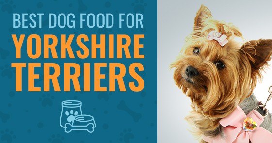 best canned dog food for yorkies