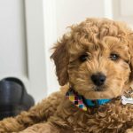 Mini Golden doodle