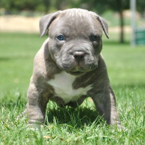 baby blue nose pitbull for sale