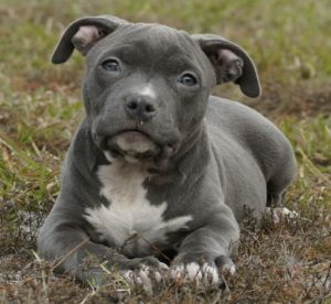 9 Things You Should “Nose” About The Blue Nose Pitbull - Animalso