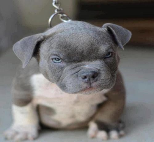puppy blue nose pitbull