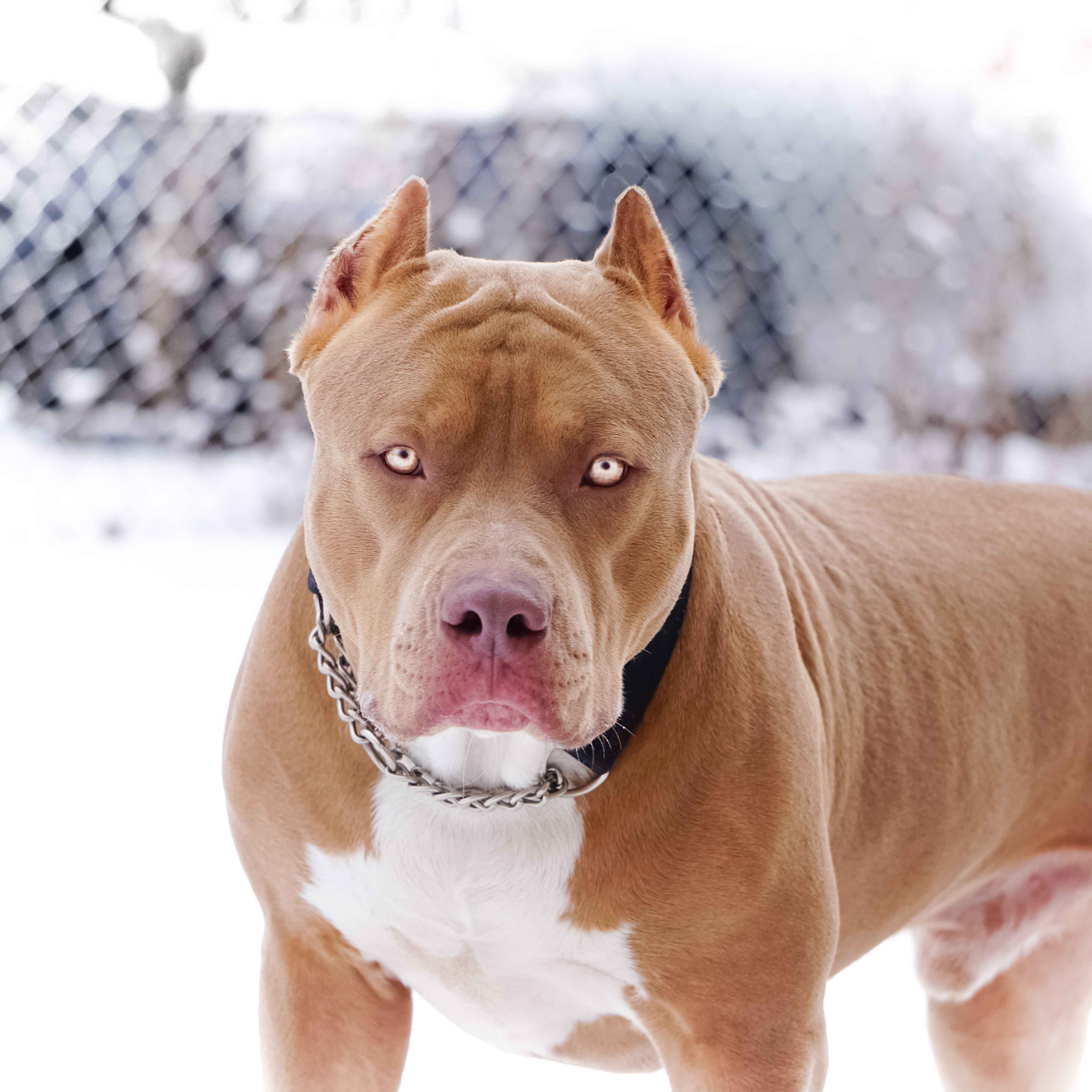 9 Things You “Nose” the Nose Pitbull Animalso