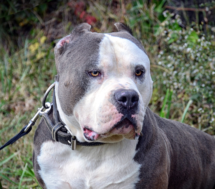 9 Things You Should “Nose” about the Blue Nose Pitbull