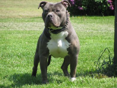 strong blue nose pitbull