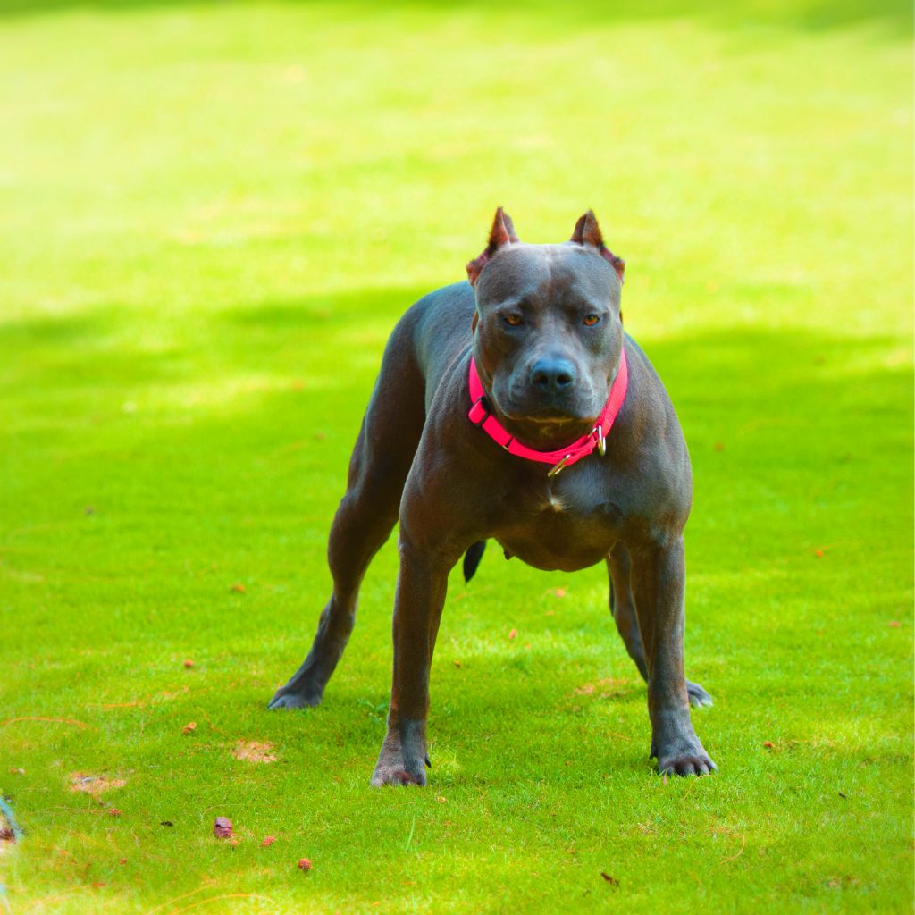 9 Things You Should “Nose” About The Blue Nose Pitbull - Animalso