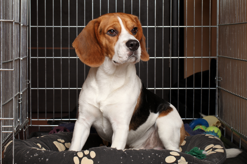 Sad Beagle Dog sits in cage