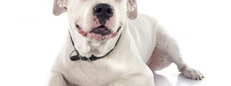 7 Things You Need to Know About The Pitbull Mastiff Mix