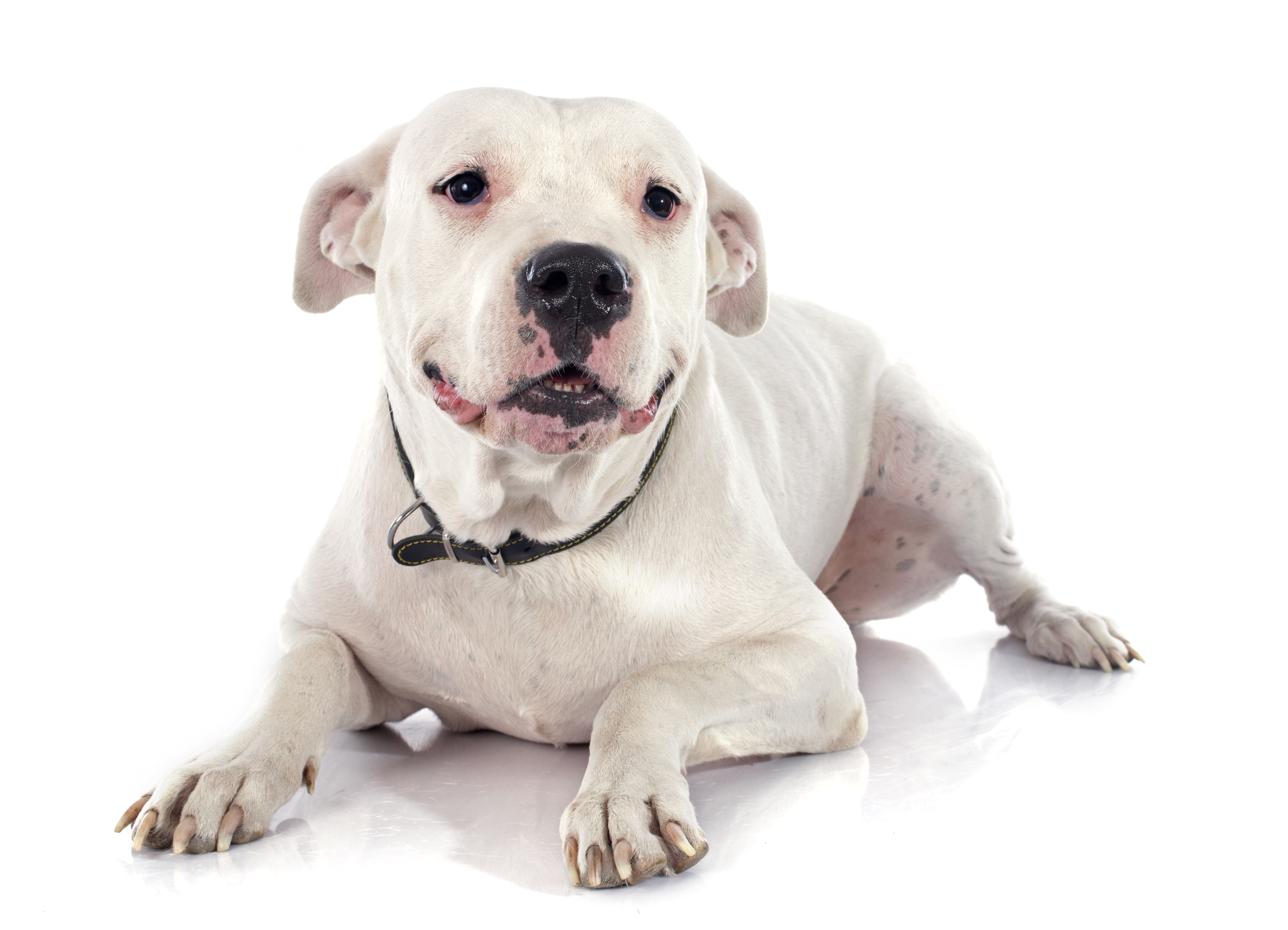 American Pitbull Terrier Growth Chart