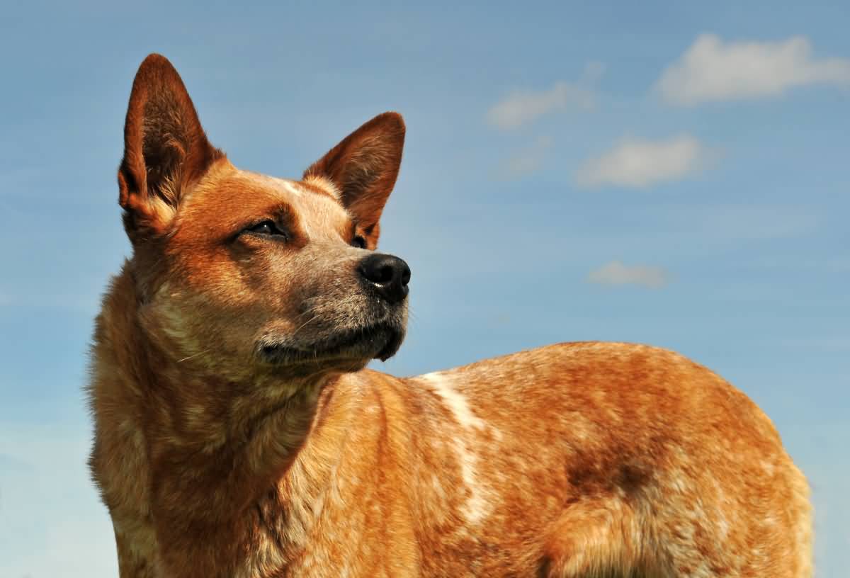 Get To Know the Red Heeler in 7 Questions! Animalso
