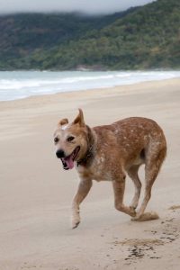 Red Heeler or Red Australian Cattle Dog having fun running along the beach