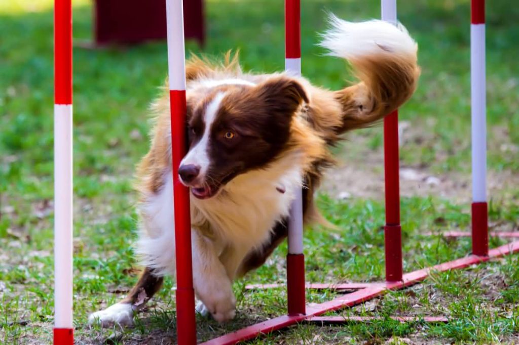 Agility dog with a red border collie