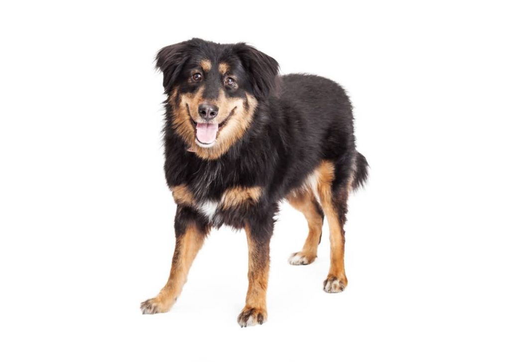 An English Shepherd Mixed Breed Dog standing with mouth open while looking into the camera.