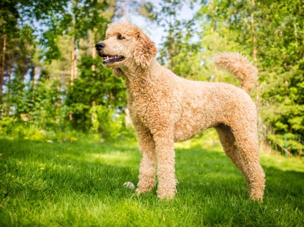 Very young poodle standing on the grass in the summer.