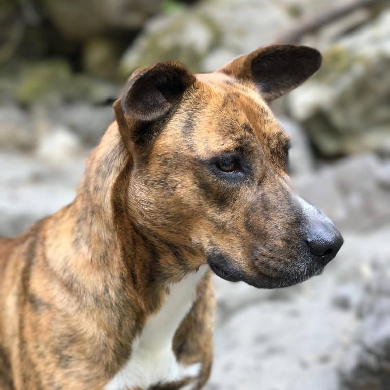Meet America’s Dog The Mountain Cur Animalso