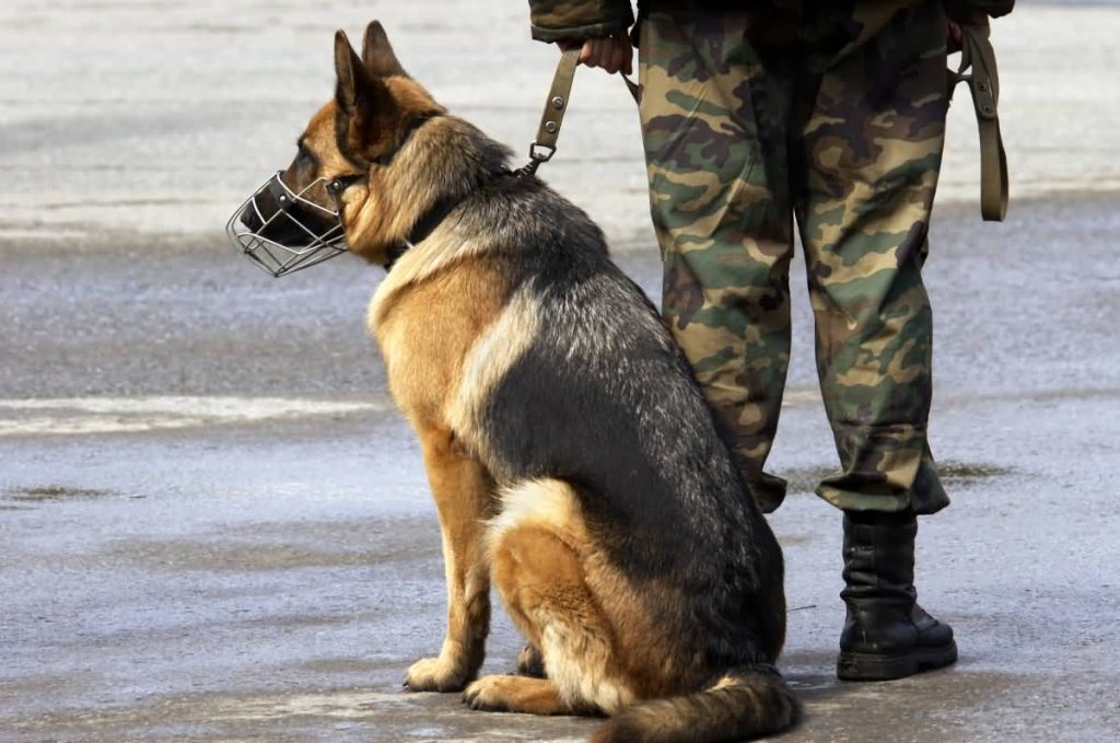 focus point on German shepherd, and military