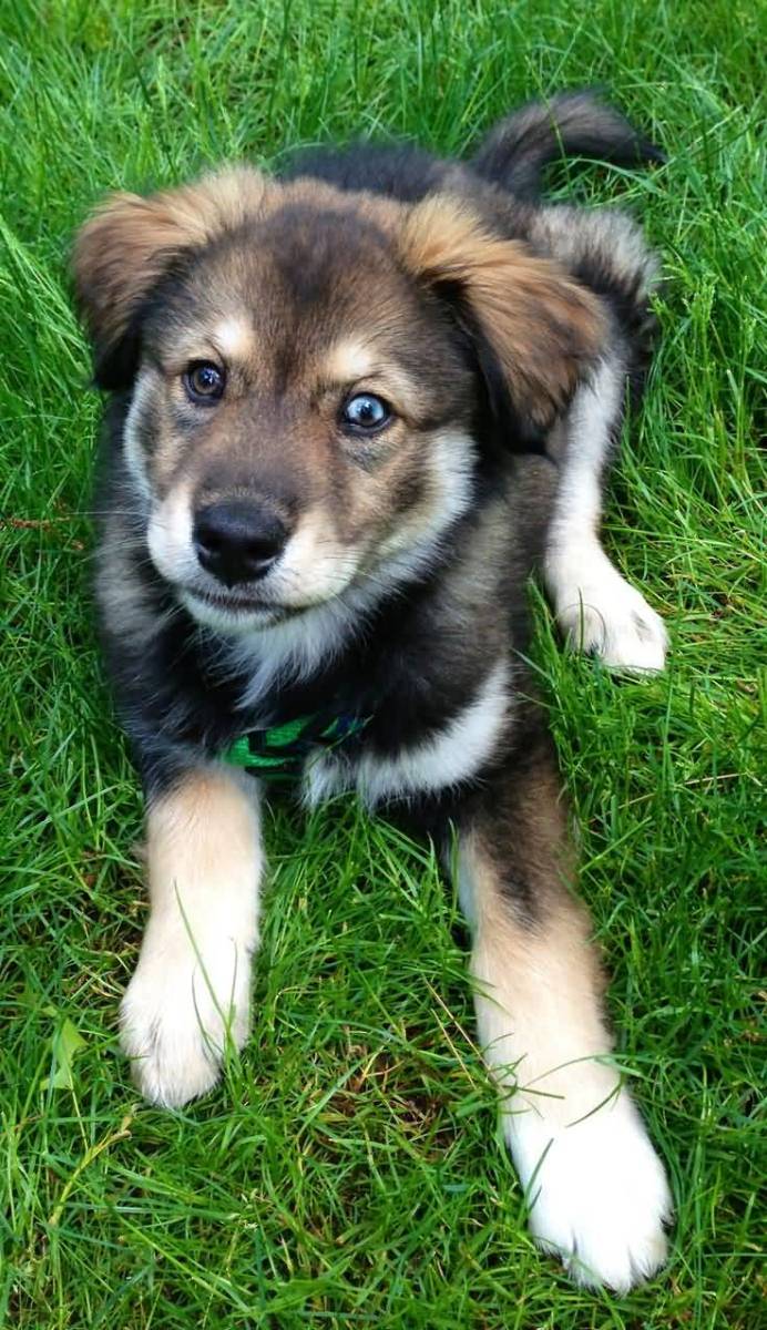 9 Facts About The Golden Retriever Husky Mix (AKA Goberian) - Animalso