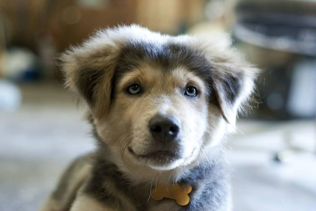 Linda Blog Puppy Cute Puppy Golden Retriever Husky Mix