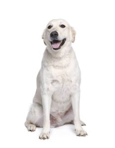 Mixed breed dog between Golden Retriever and Husky, 6 years old, in front of white background