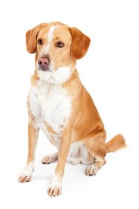 Large adult Labrador Retriever and Beagle mixed breed dog sitting to the side