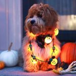 Shih poo