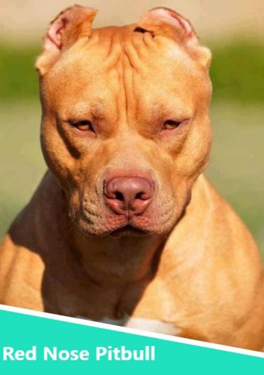 Red Nose Pitbulls: The Ultimate Dog For The Committed Owner - Animalso