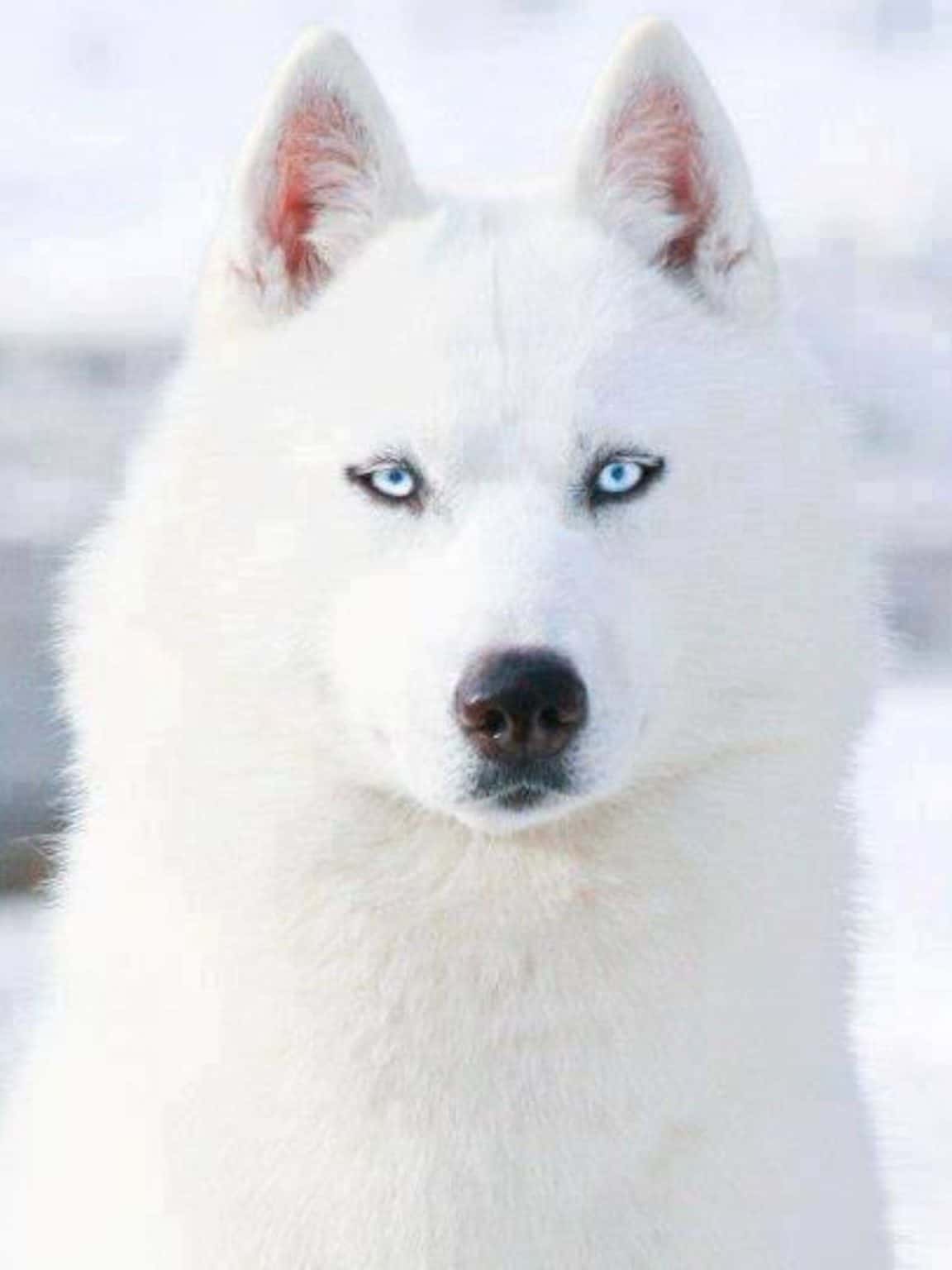 6 Questions About The White Husky Answered! Animalso
