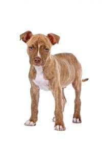 red-nose-pitbull (2)