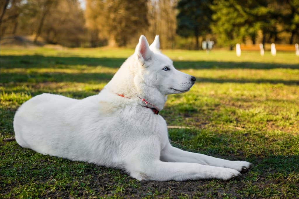 Purebred white siberian husky lying on a lawn.