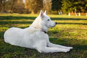 Purebred white siberian husky lying on a lawn.