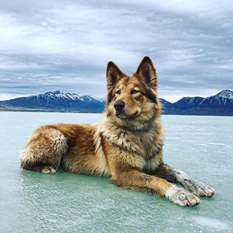 5 Important Traits of the Native American Indian Dog and Breed Info