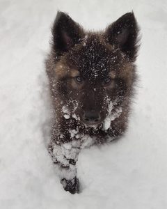 native american shepherd in snow