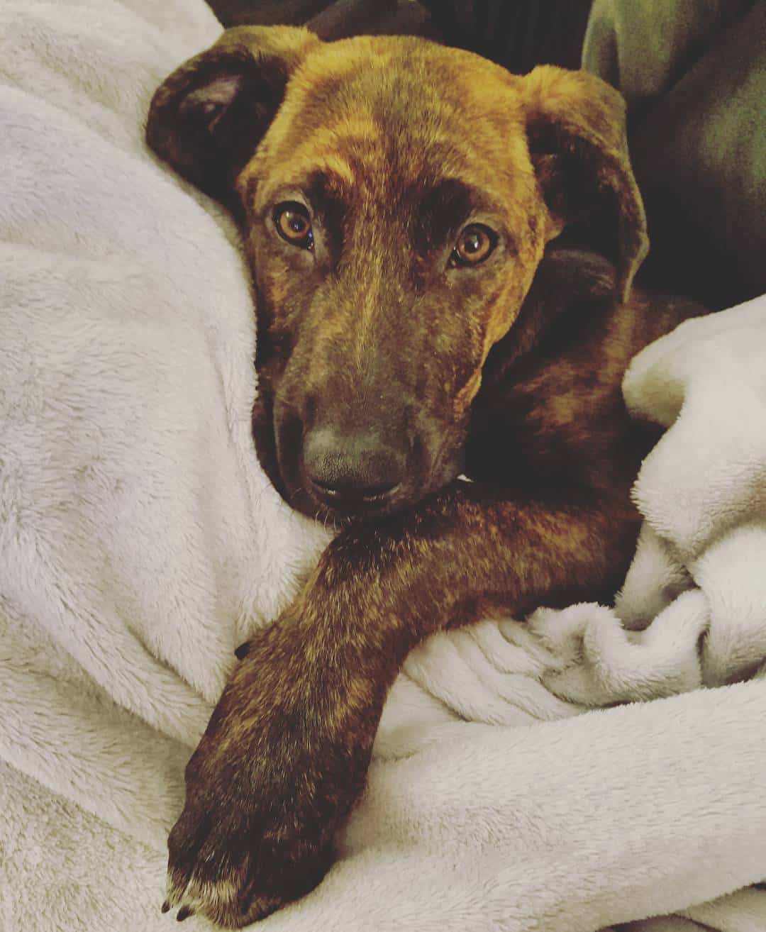 Dutch Shepherd The Ultimate Guide Animalso