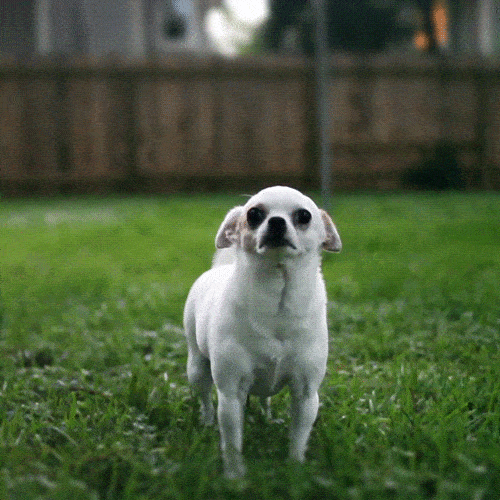animated gif Chihuahua kwispelt met zijn staart