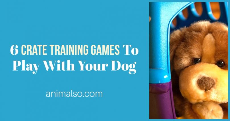 6 Crate Training Games To Play With Your Dog Animalso