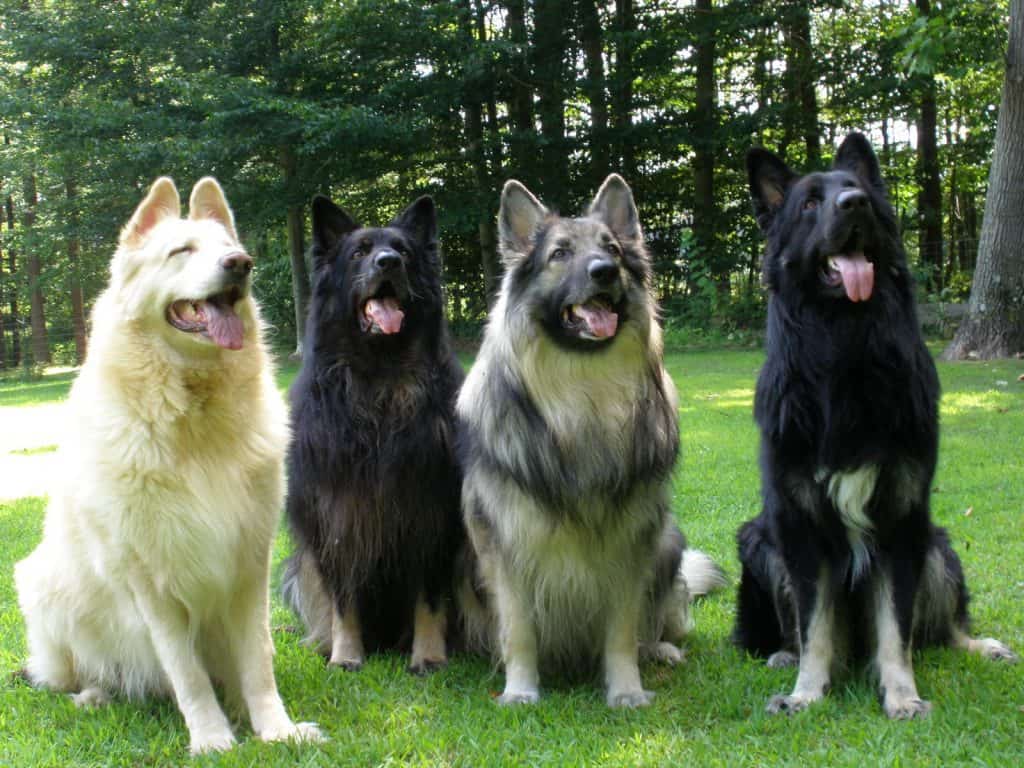 different colors of Shiloh Shepherd