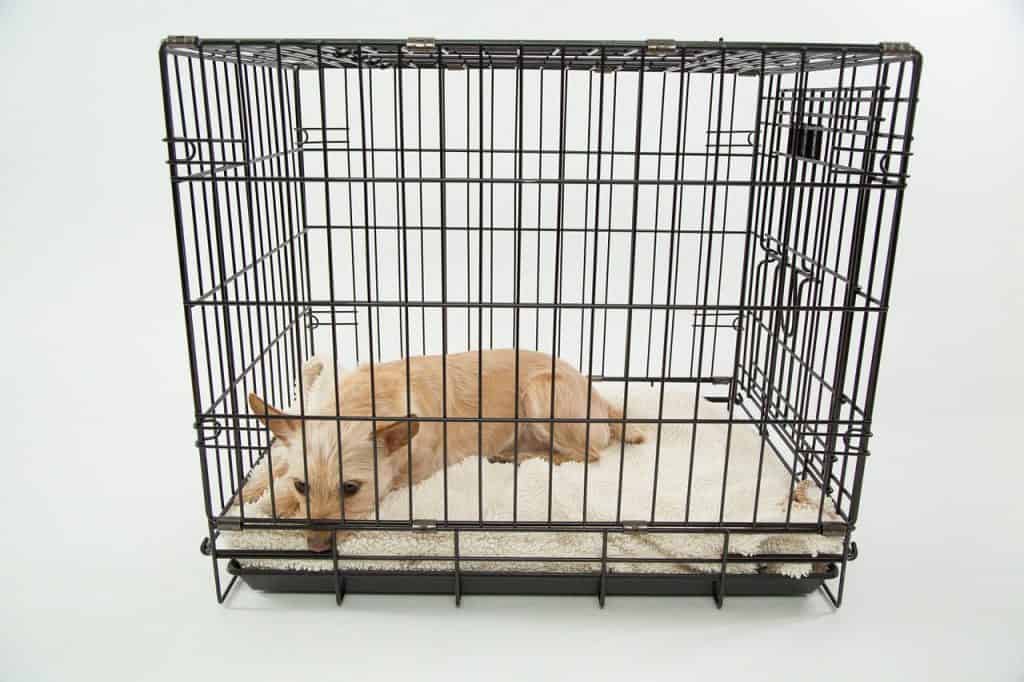 dog in a wired crate