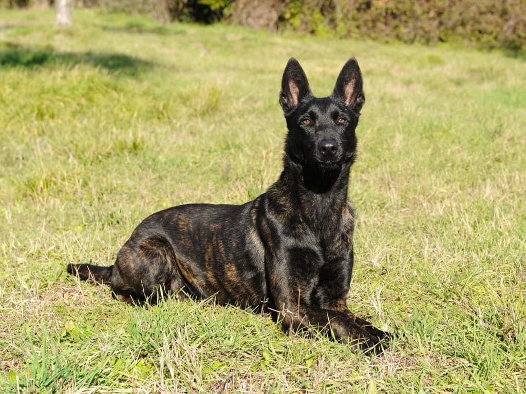 Dutch Shepherd The Ultimate Guide Animalso