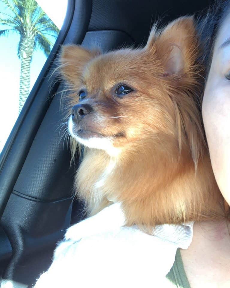 The Ultimate Guide to Owning a Pomchi (A.K.A. Pomeranian Chihuahua Mix