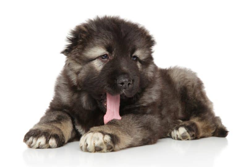 Caucasian shepherd puppy yawn on white background