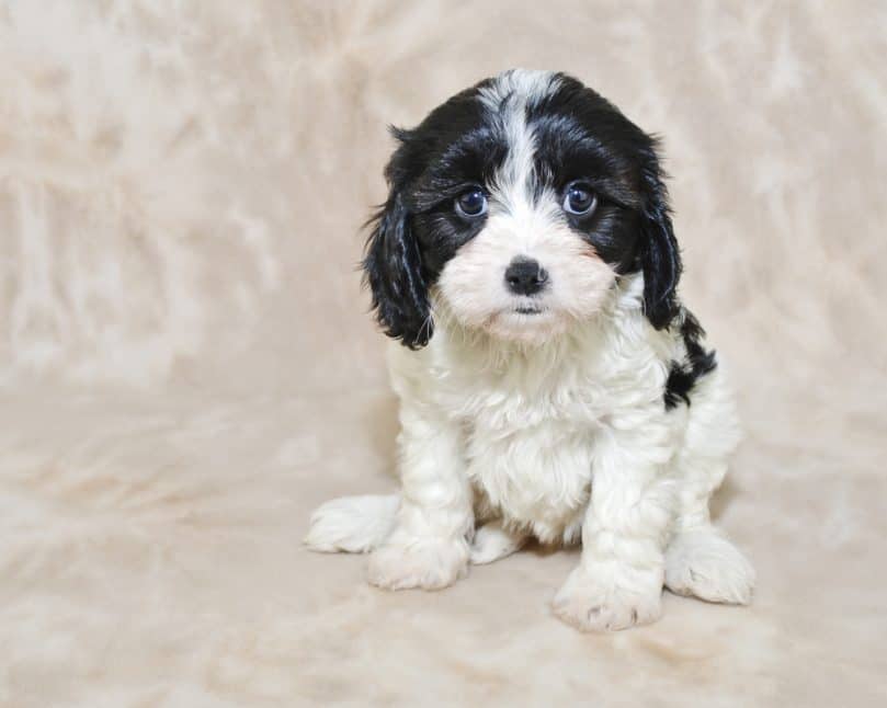 Black and White Cavachon Puppy