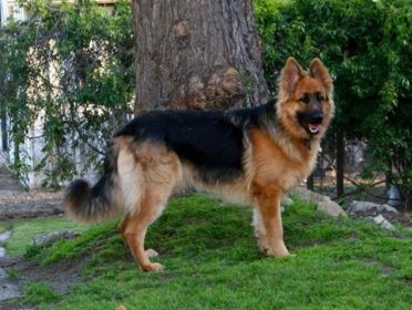15 Things to Consider before You Choose a King Shepherd - Animalso