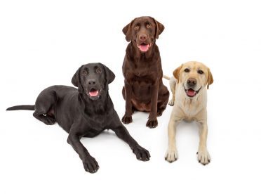 Different Color Labrador Retriever Dogs
