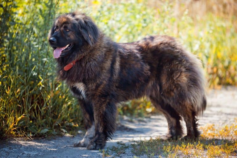 Everything You Need to Know About the Russian Bear Dog Animalso
