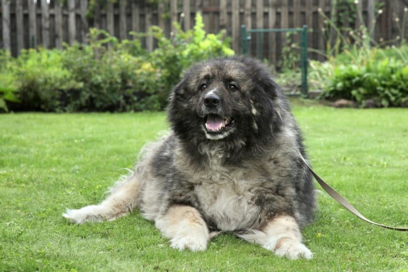 Adult Russian Bear dog lying on grass. Outdoor
