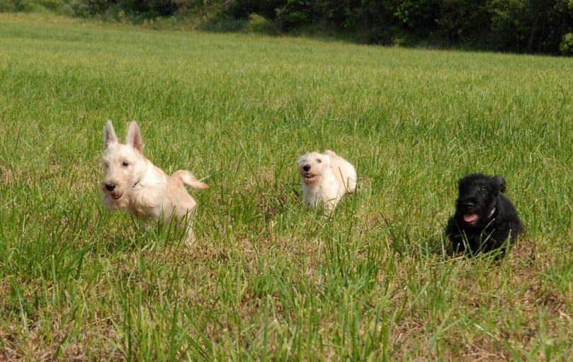 Scottish Terrier puppies